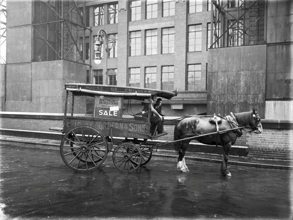 Horse and buggy in street